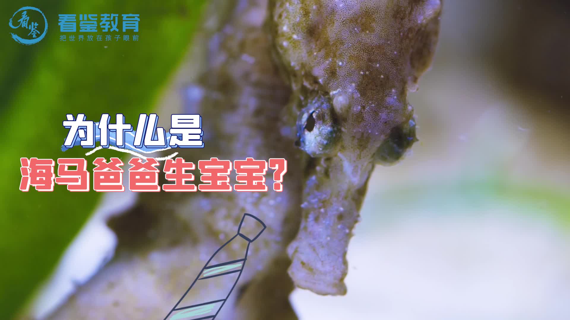 探秘海洋动物家族