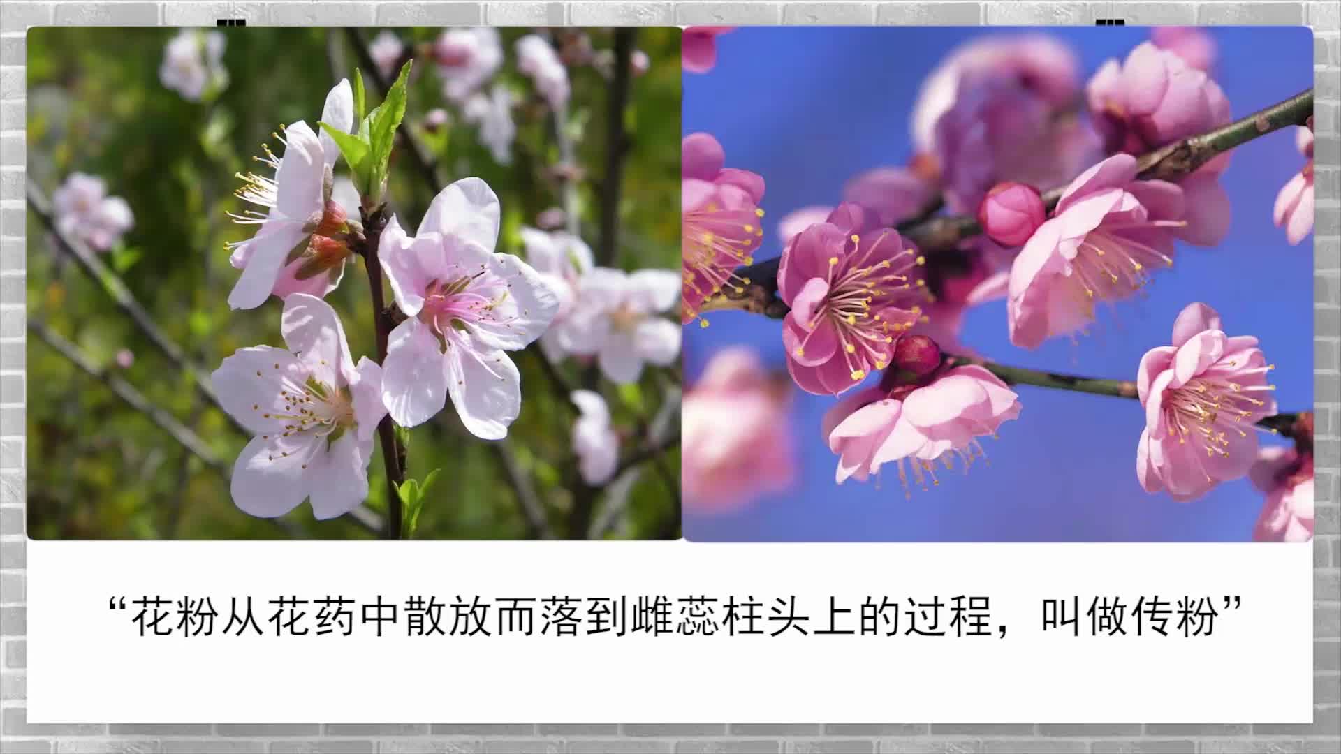 《同步考点精讲》生物八年级下册（河北少儿版）