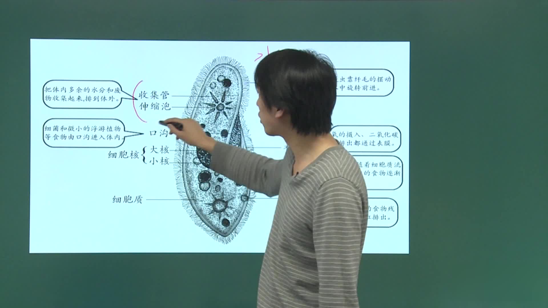 预习复习好帮手（高二生物必修3）