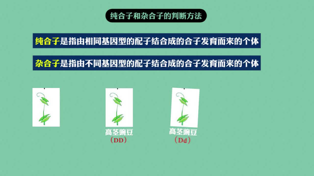 生物《知识点轻松学》必修2（RJ)