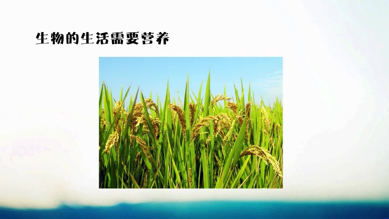 《同步考点精讲》生物七年级上册（人教版）